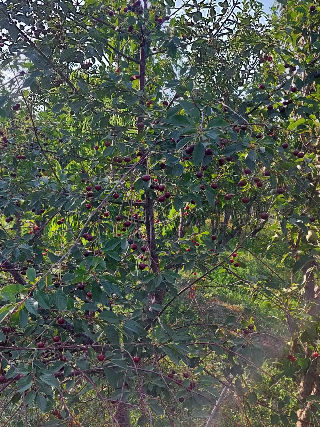 فروش باغ شبستر