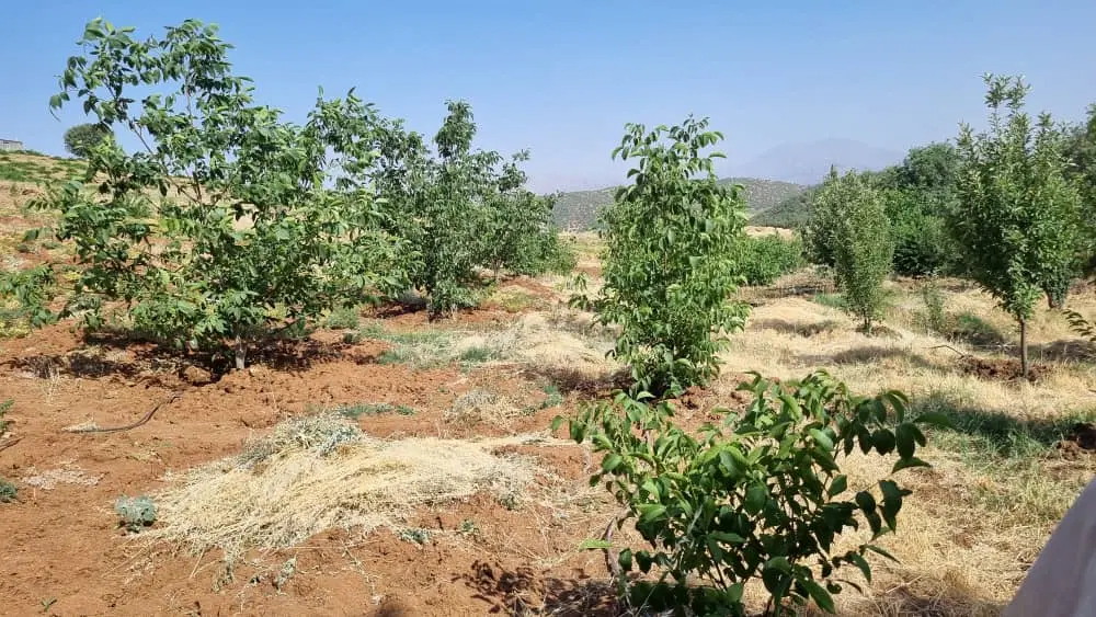 فروش باغ و زمین کشاورزی