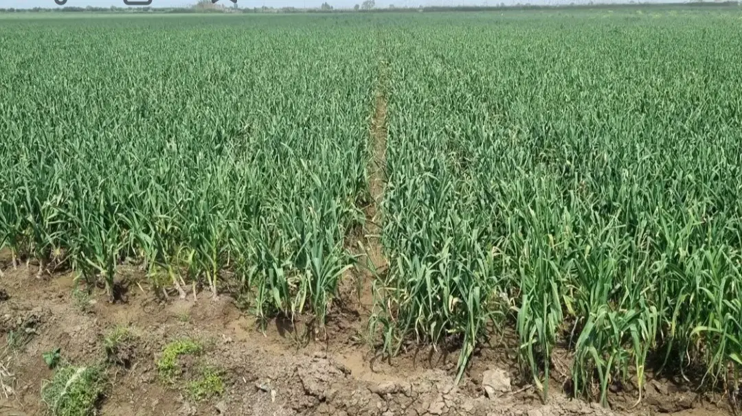 اجاره زمین زراعی برای کاشت سیر