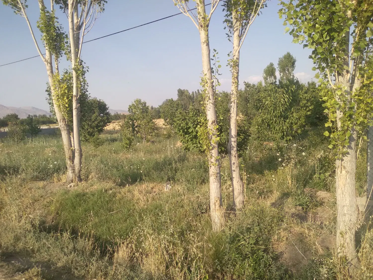 باغچه