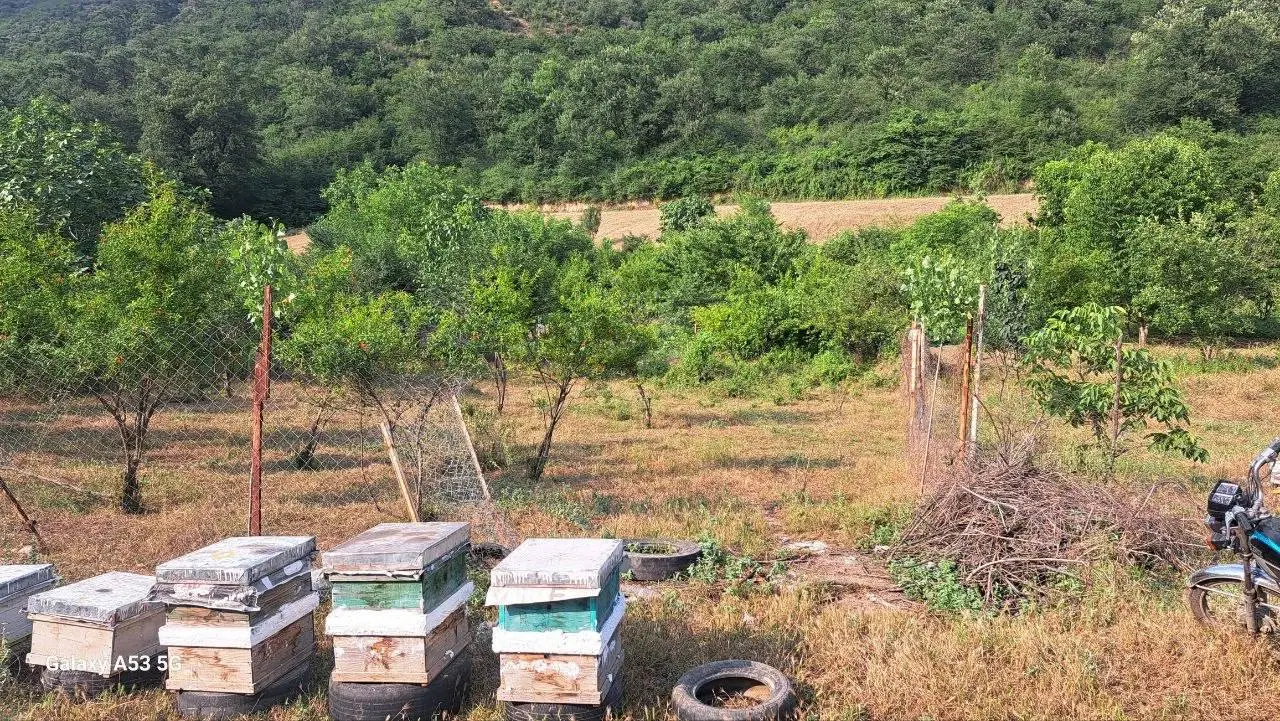 زمین باغی