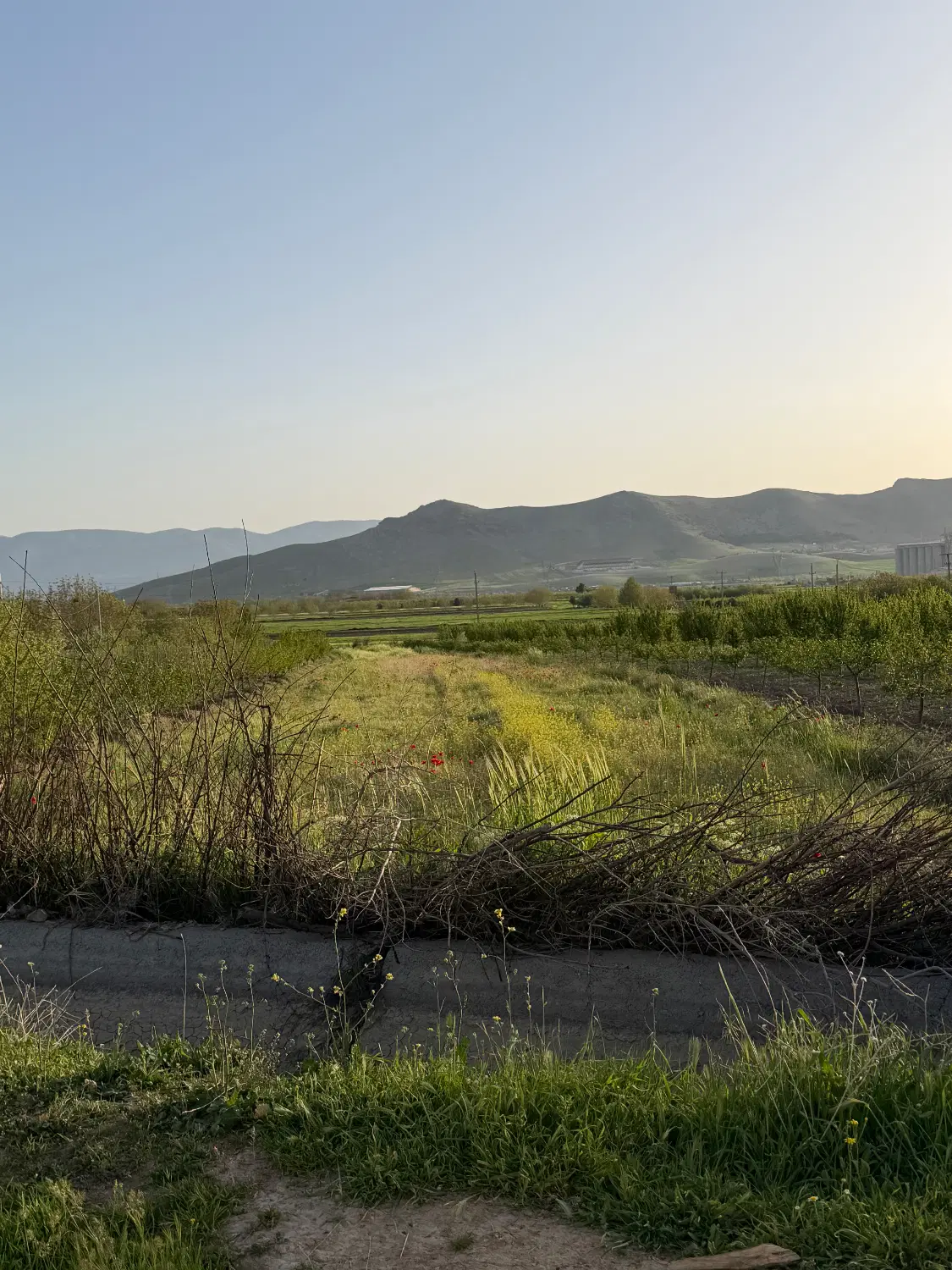 زمین کشاورزی