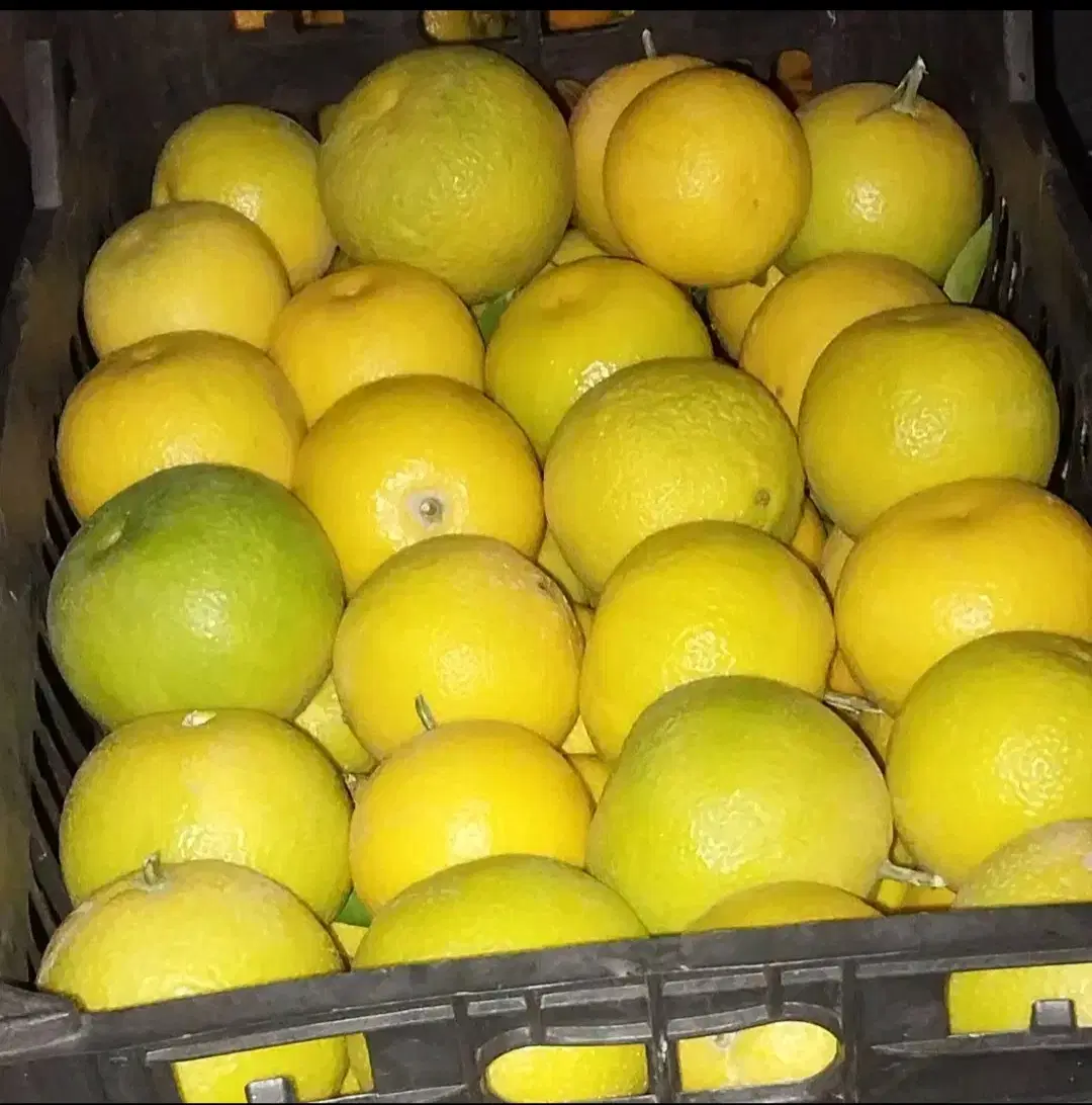 زمین باغچه دزفول