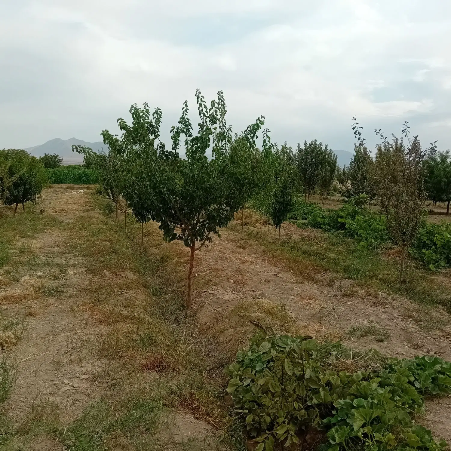 باغ میوه رازان