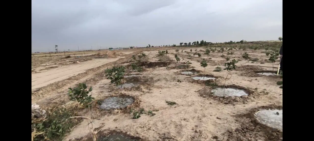 باغچه با درختان پسته