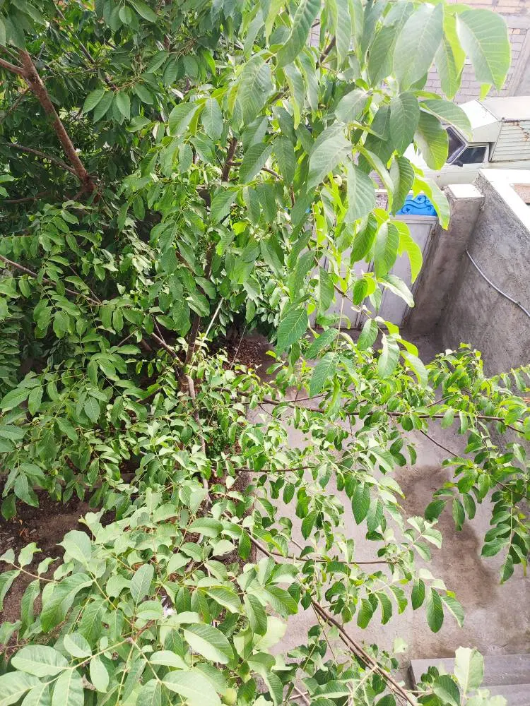 رهن و اجاره ساختمان ویلایی دو خوابه در فاز ۳