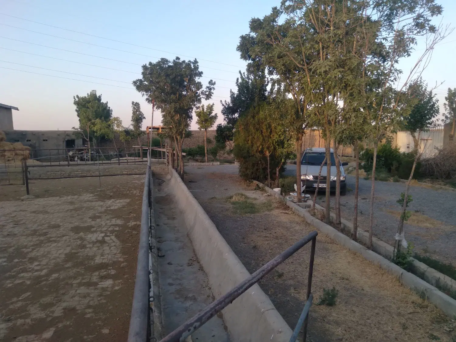 دامداری ۴۵ راسی گوساله پرواری