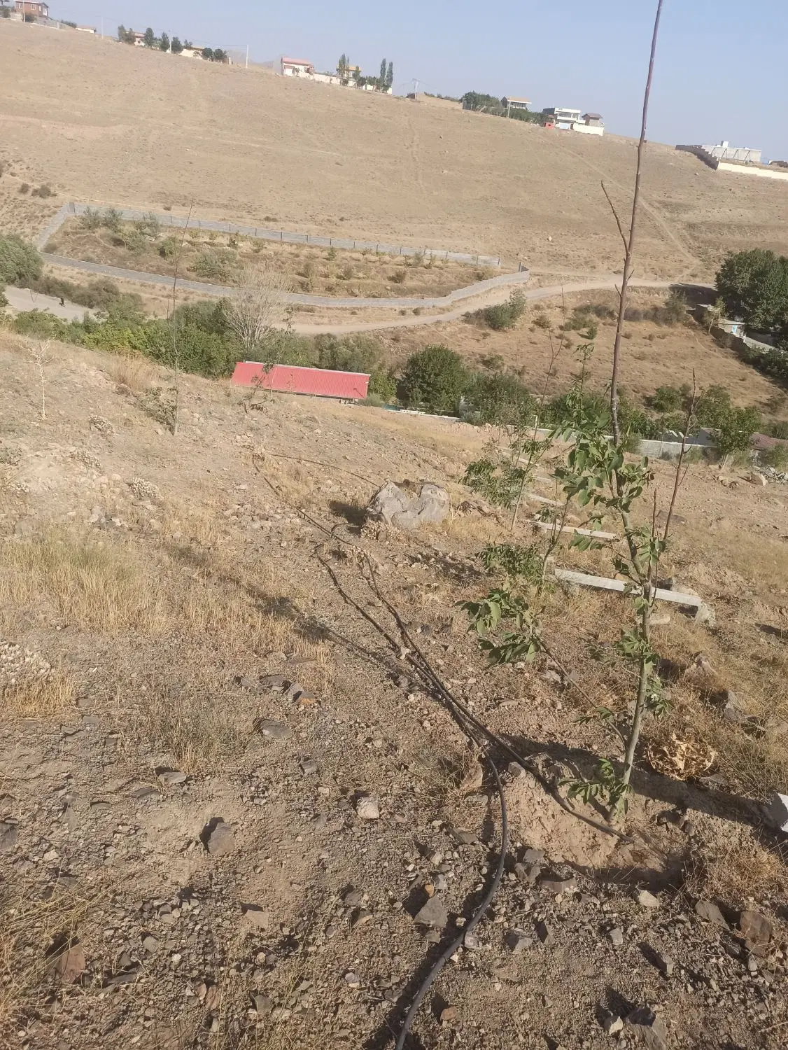 زمین باغی