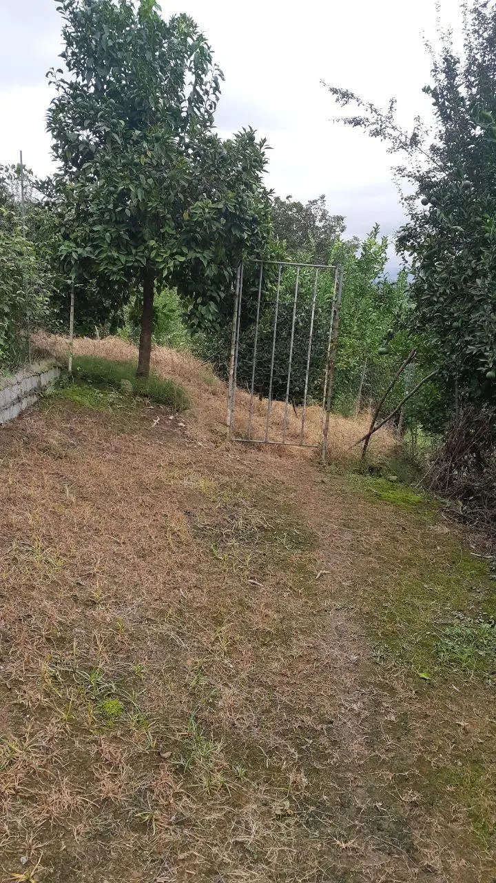 زمین ۱۰۰۰ متری شمال