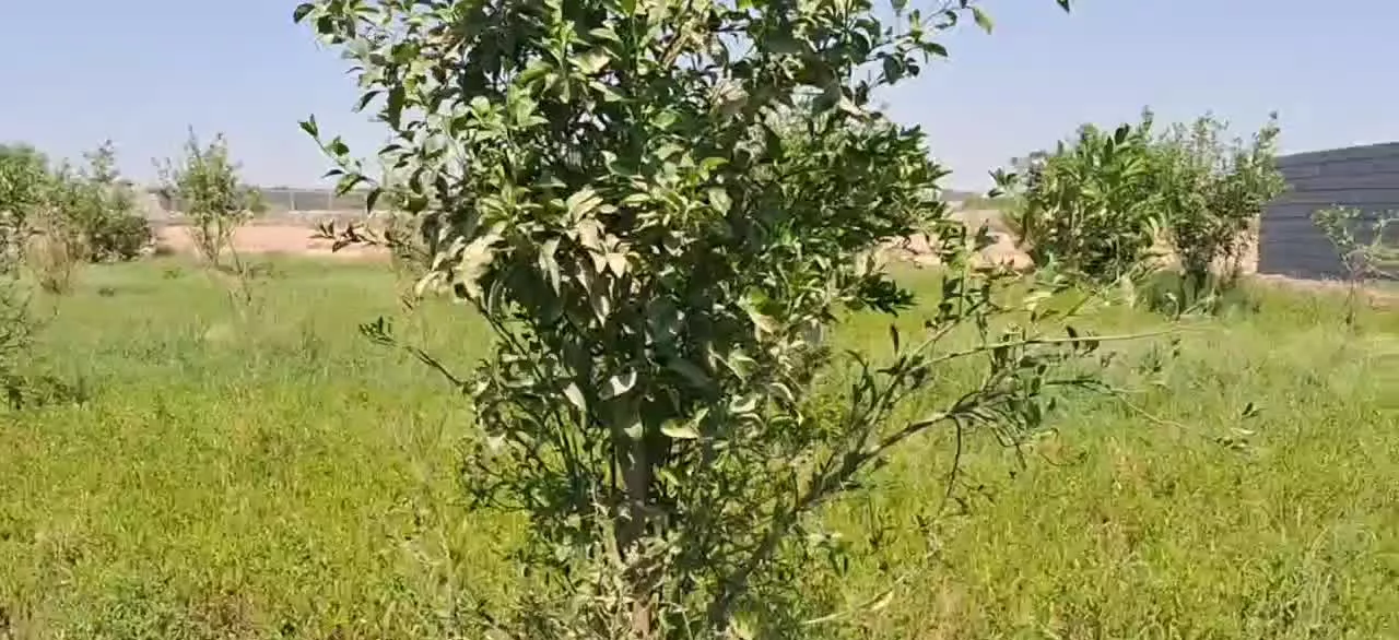 باغچه 500متری