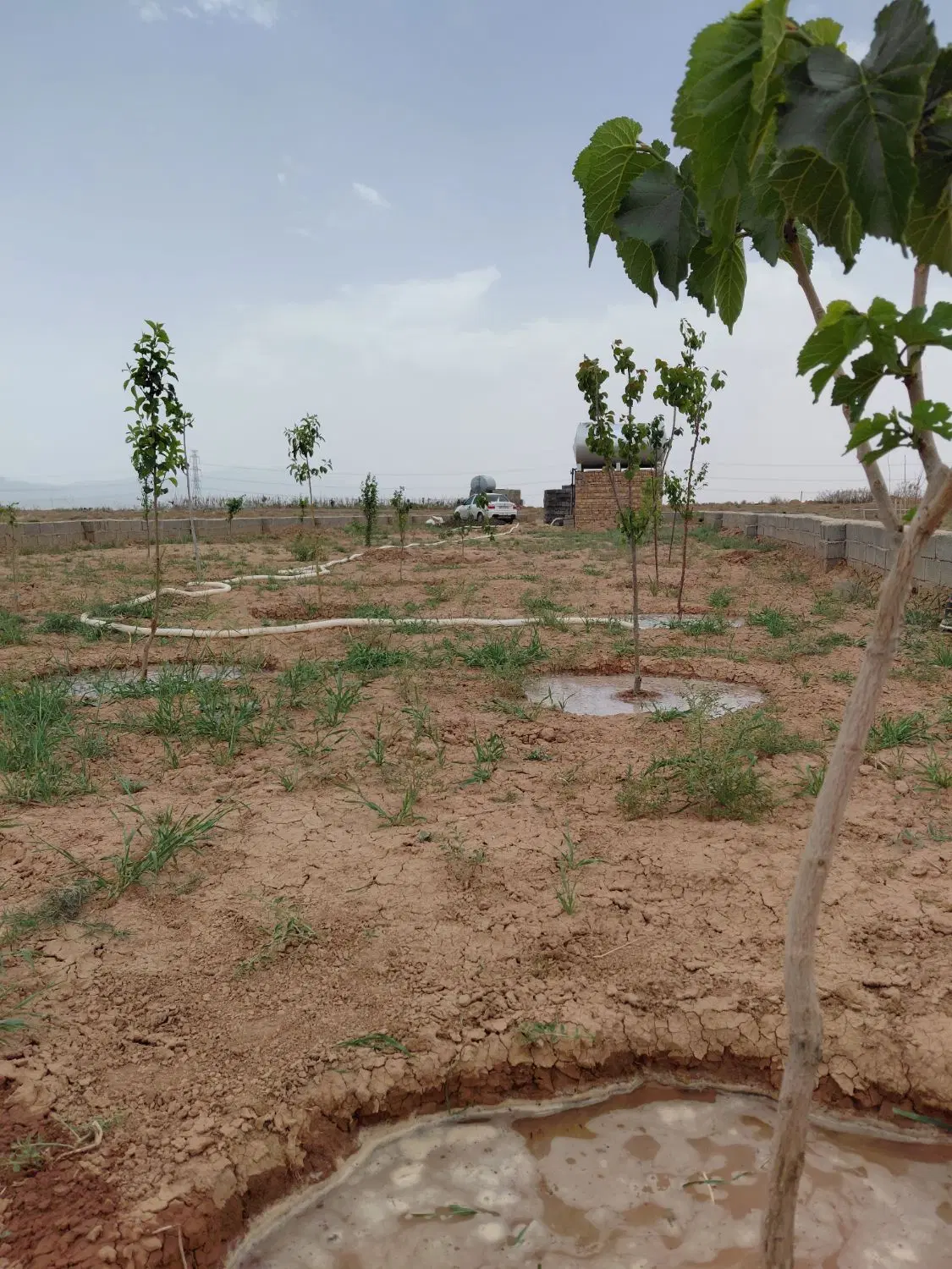زمین باغچه ۵۷۷ متر