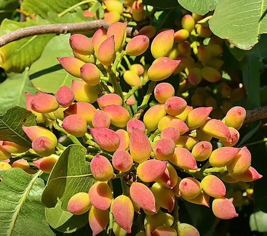زمین پسته 350 قصب