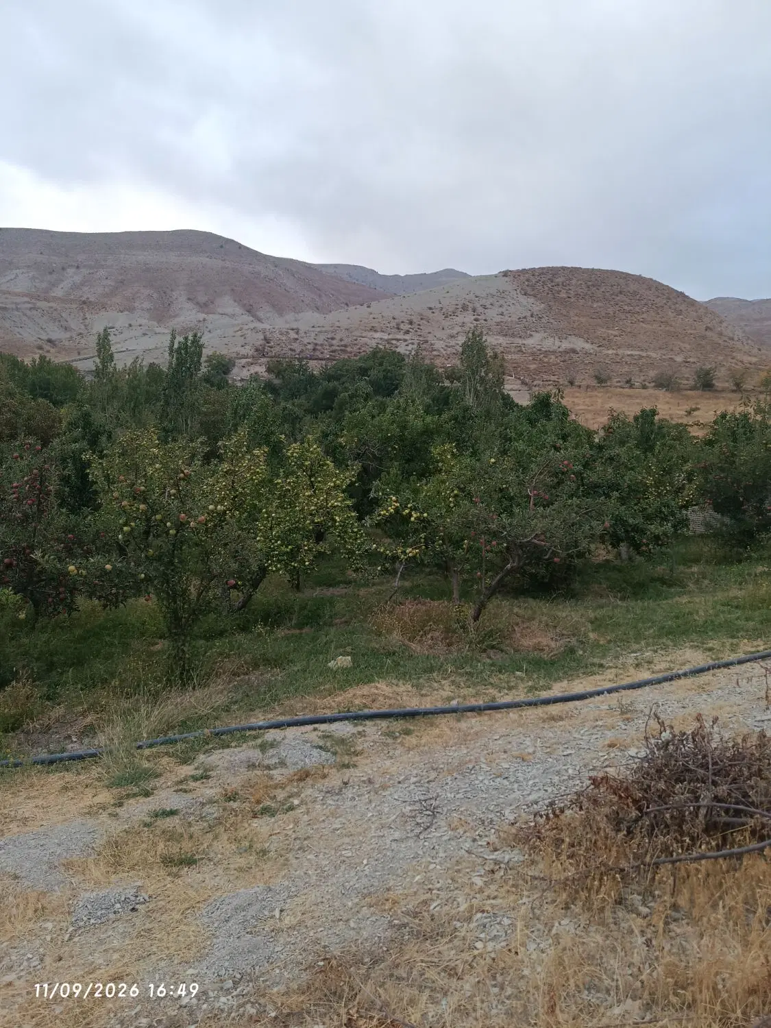 باغ سیب و گیلاس