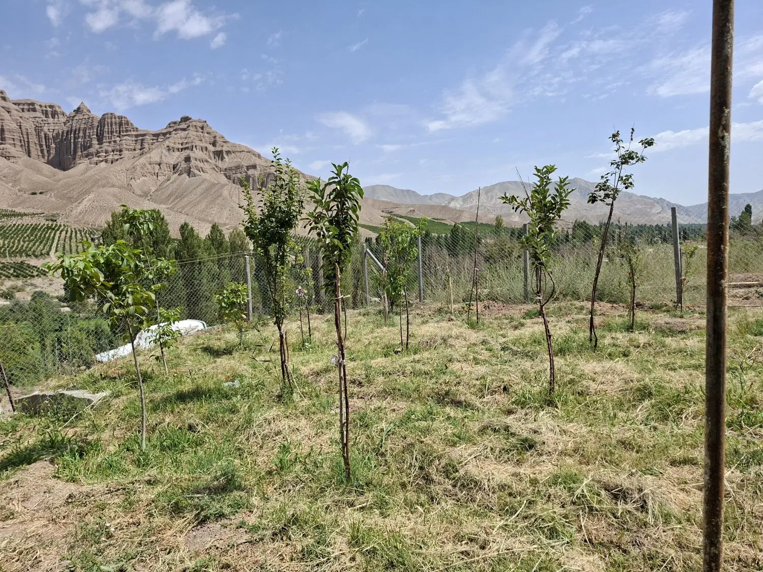 باغ در گچه فیروز کوه