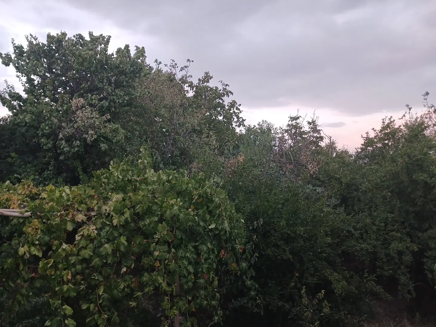 فروش۳۰قصب خانه باغ درماهان