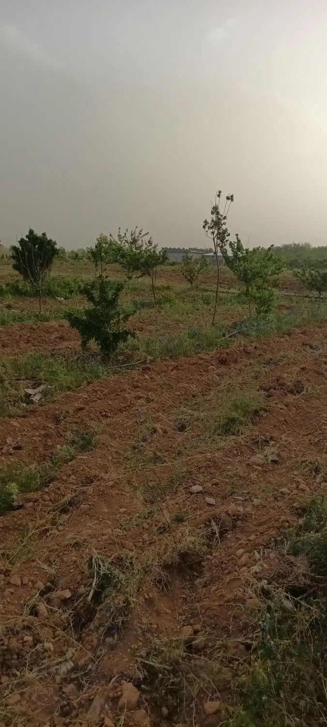 باغ و درخت ۵ساله