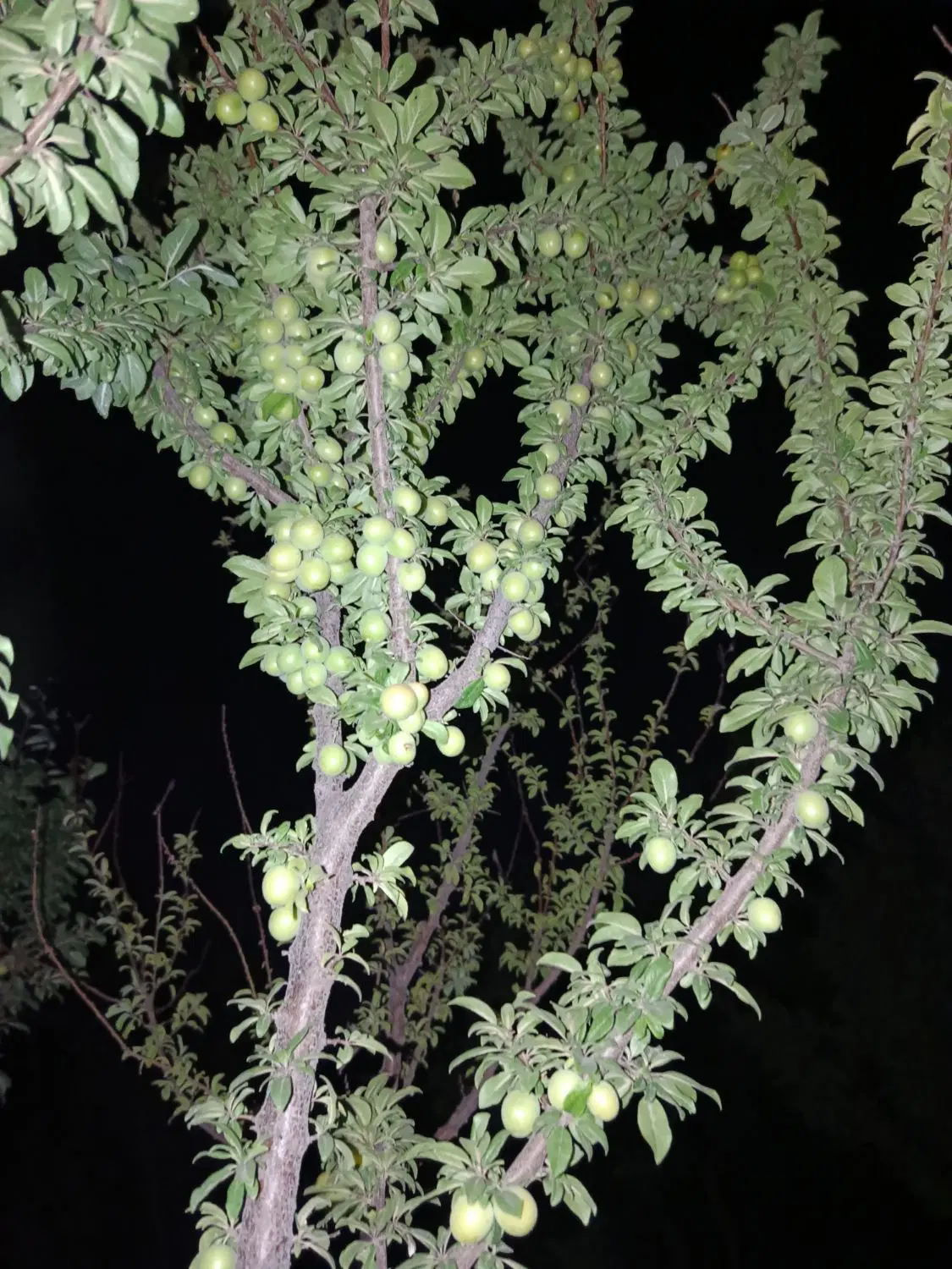 باغ عمرمل ۲هزار متر