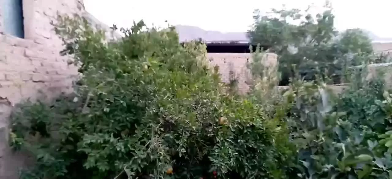 زمین و باغچه