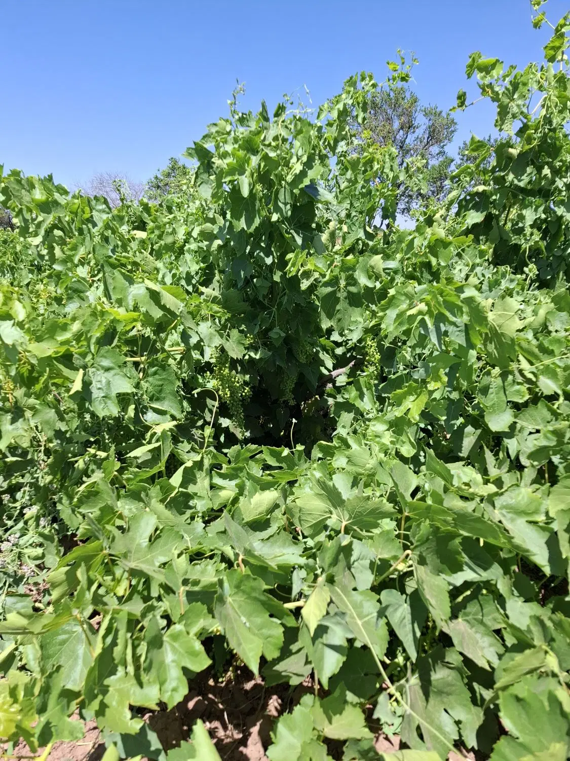 باغ انگور