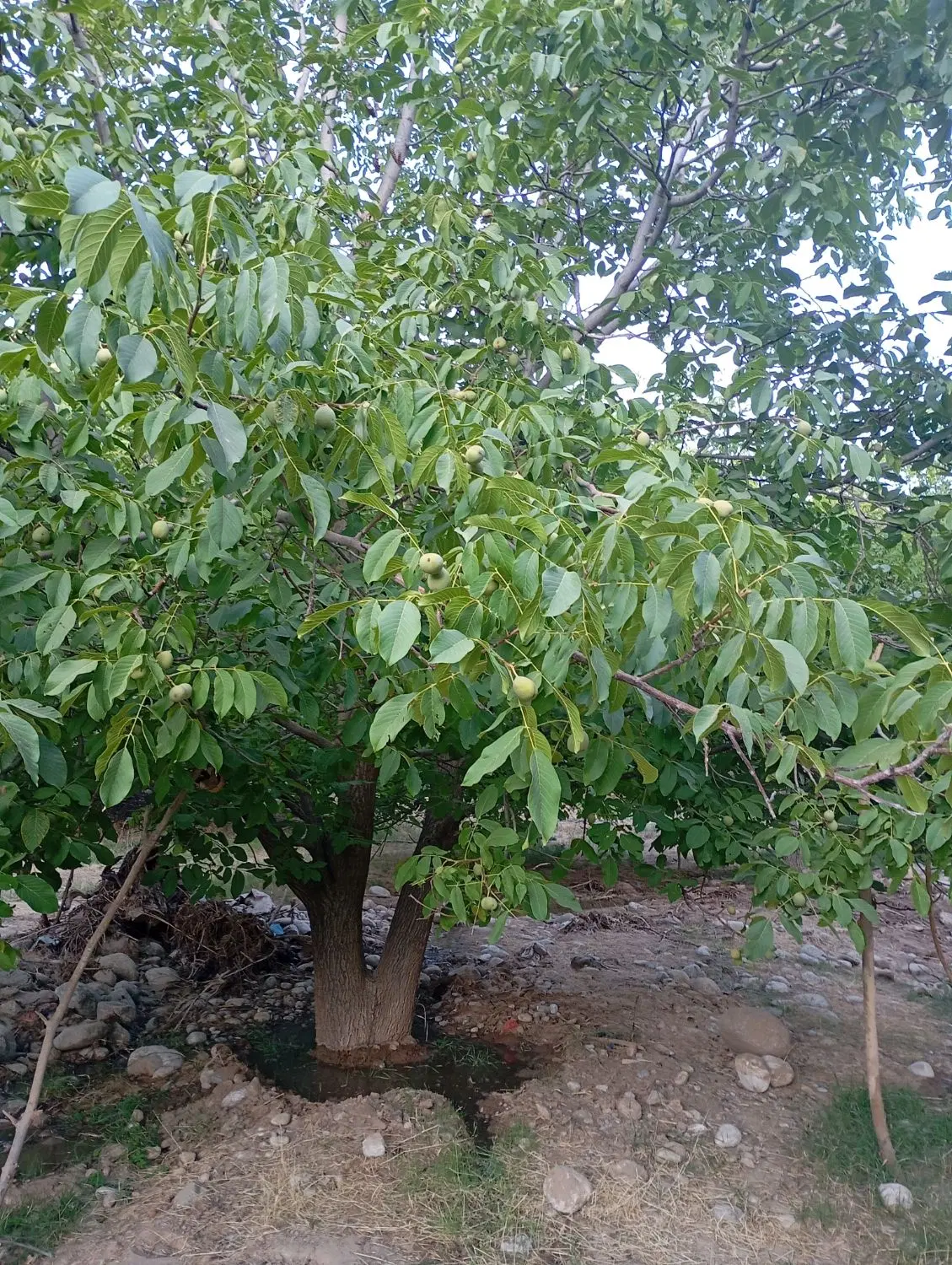 اجاره باغ گردو