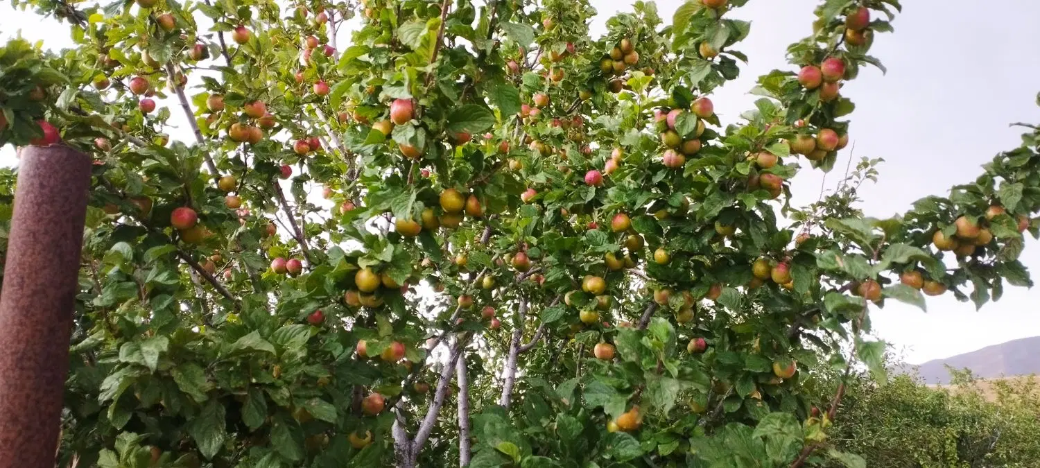 ویلا باغ اسپیران  بالستان