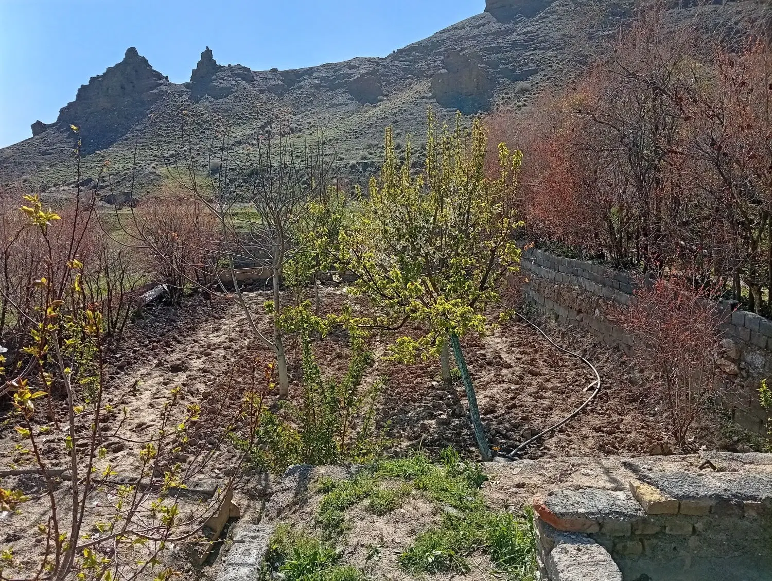 باغ در روستای ساروق