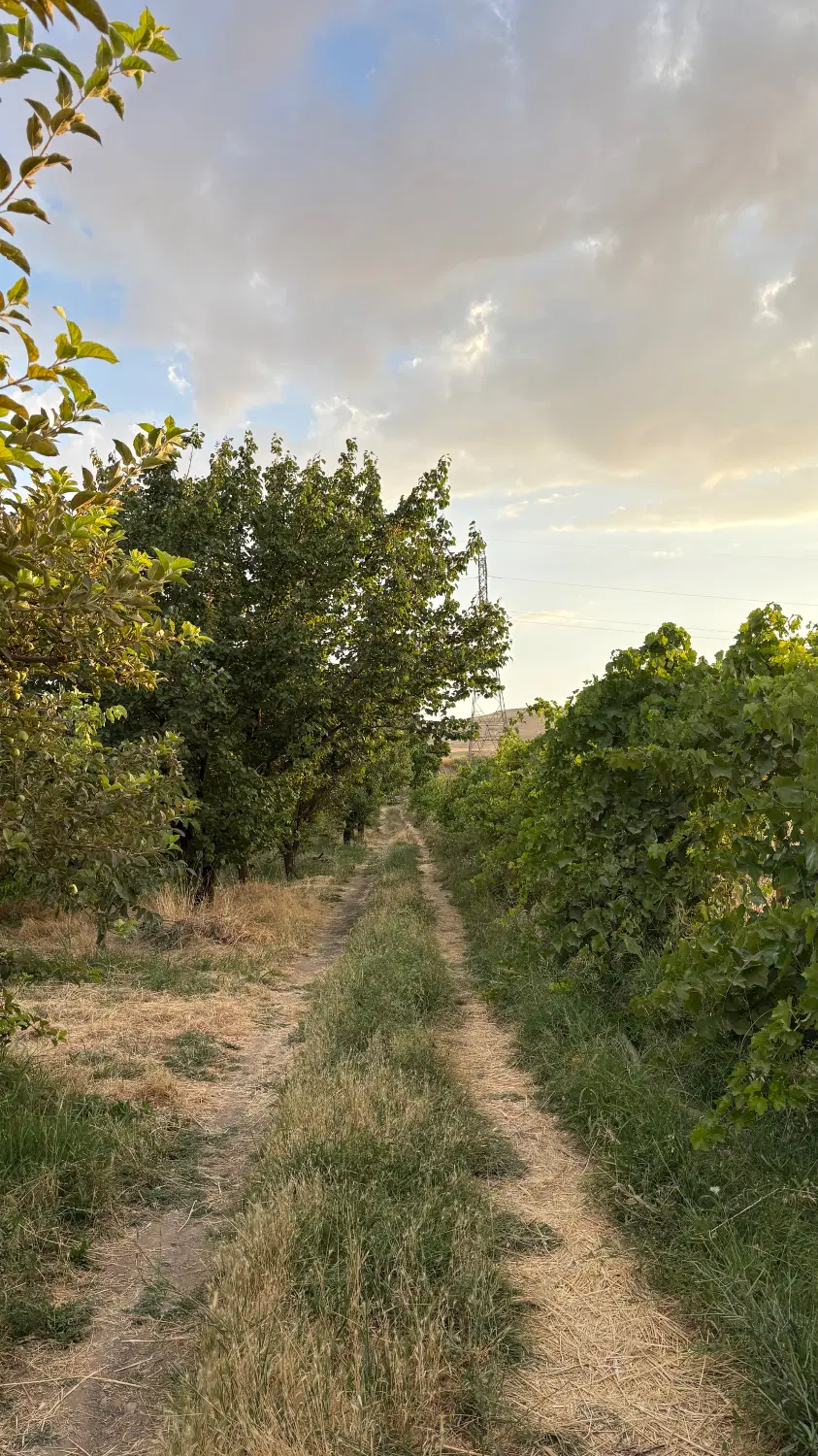 باغ ۲۲ ساله کوچک علیا