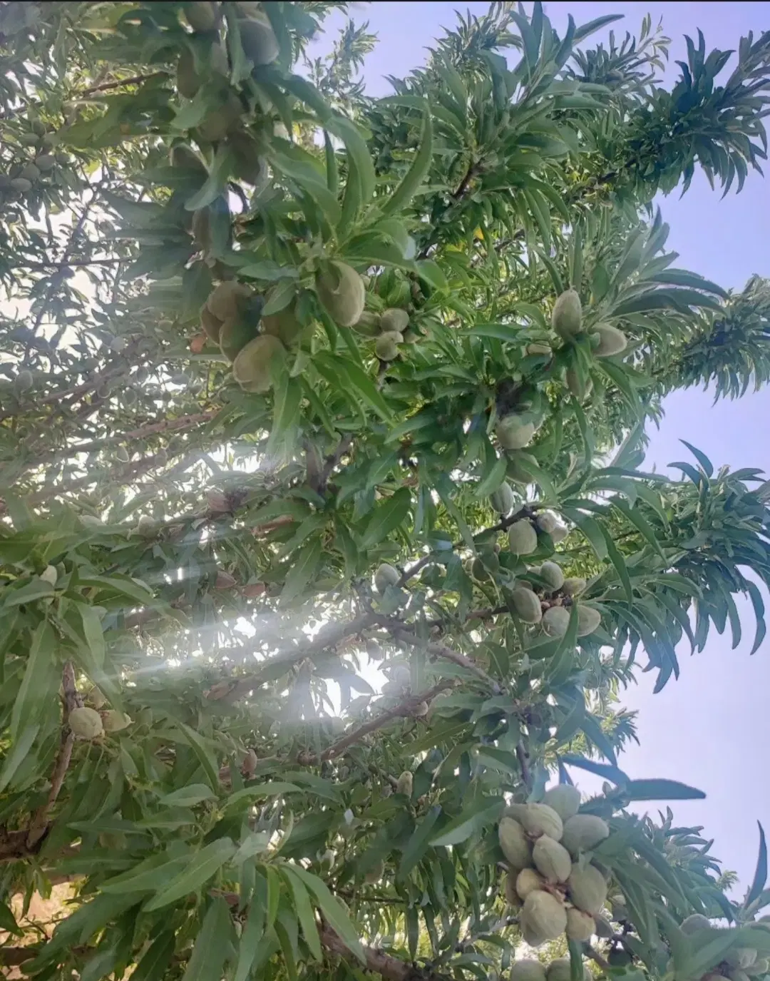 فروش باغ