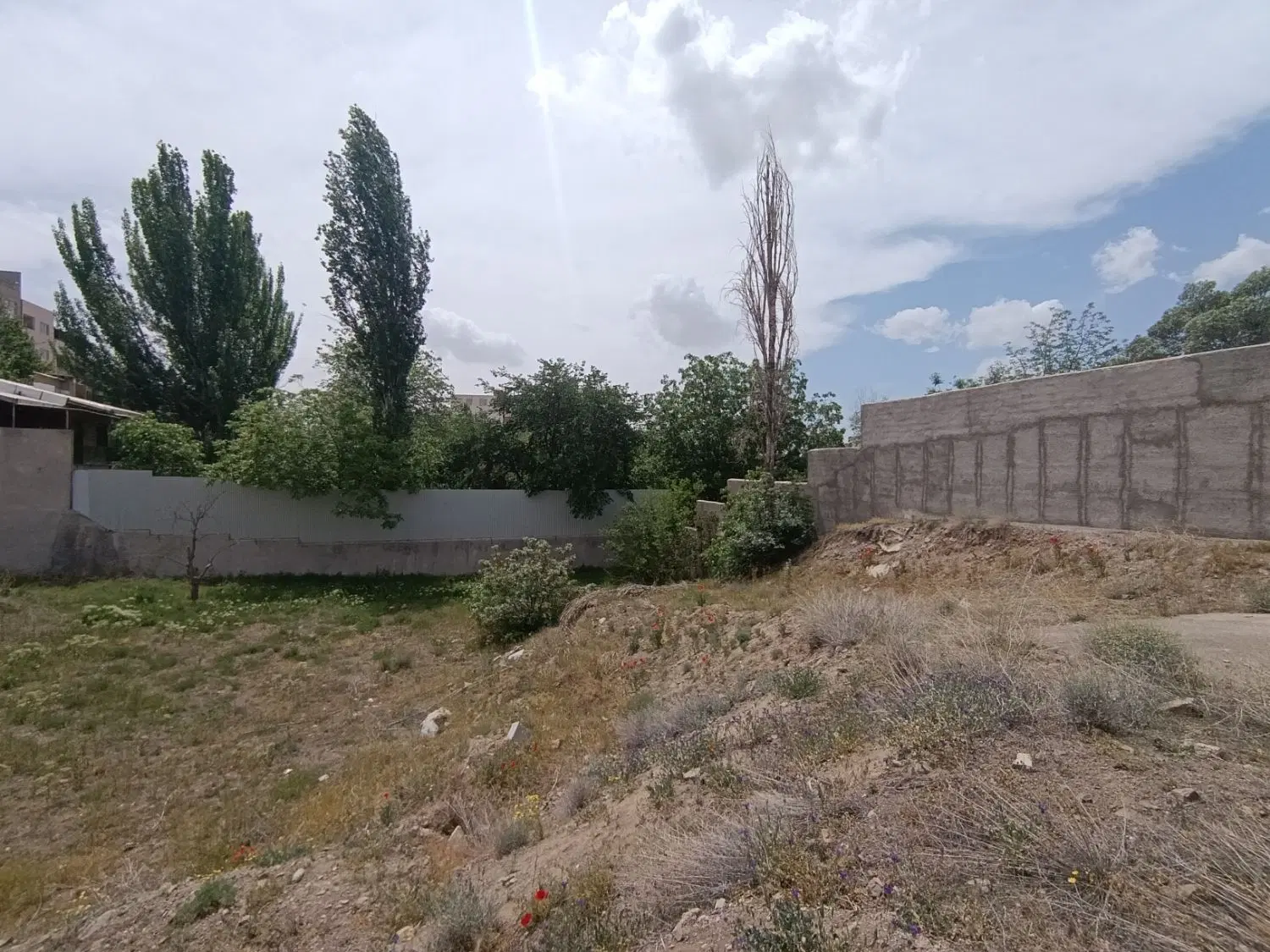 1517 متر سند تک برگ