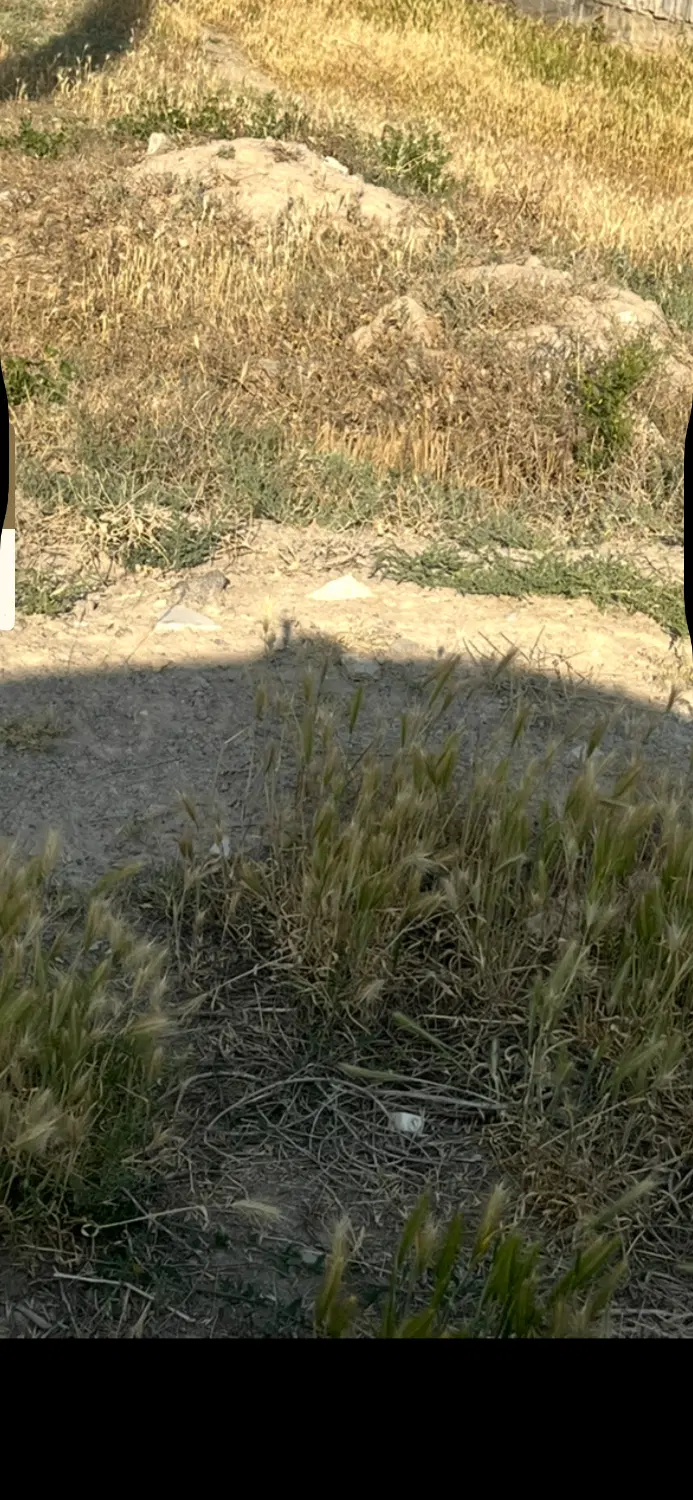 زمین مسکونی خسروشاه خسروشهر