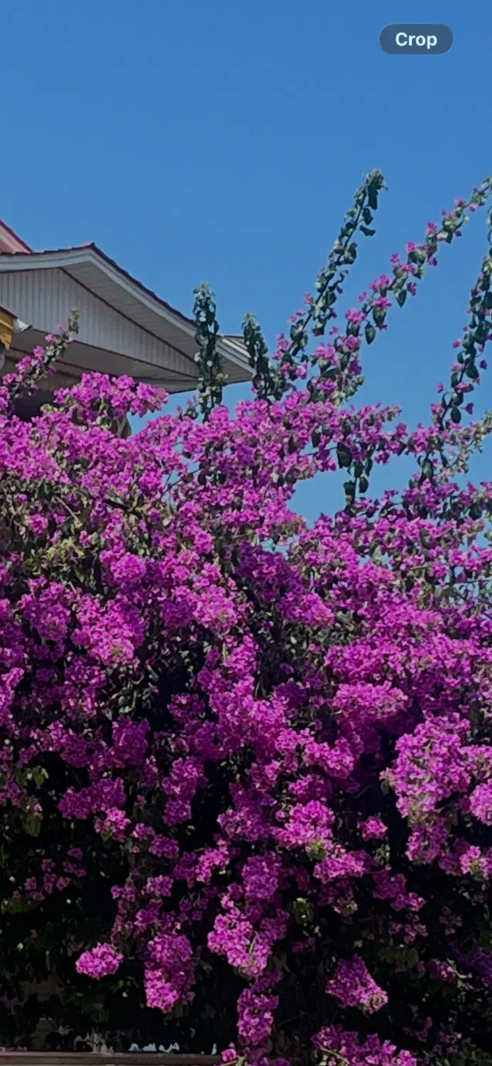 باغ میقان قصردشت