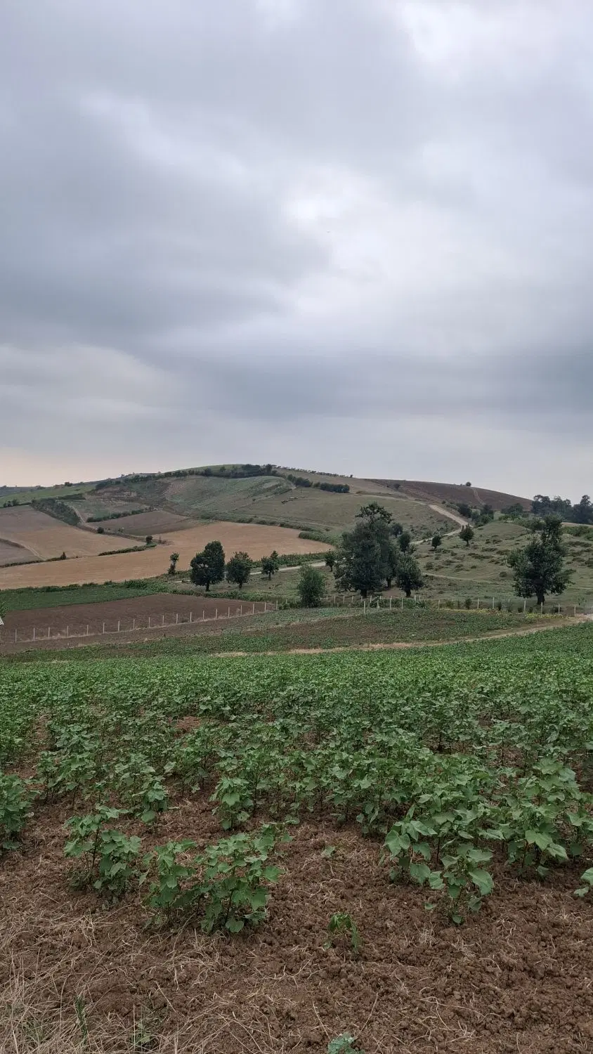 ۳۰۰ متر زمین باغی روستای نوچمن