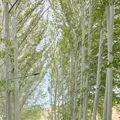 باغ دنبال رودخانه فروش و معاوضه