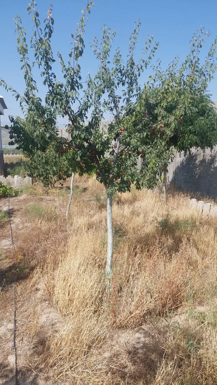فروش نقدی زمین باغی یا معاوضه با خودرو