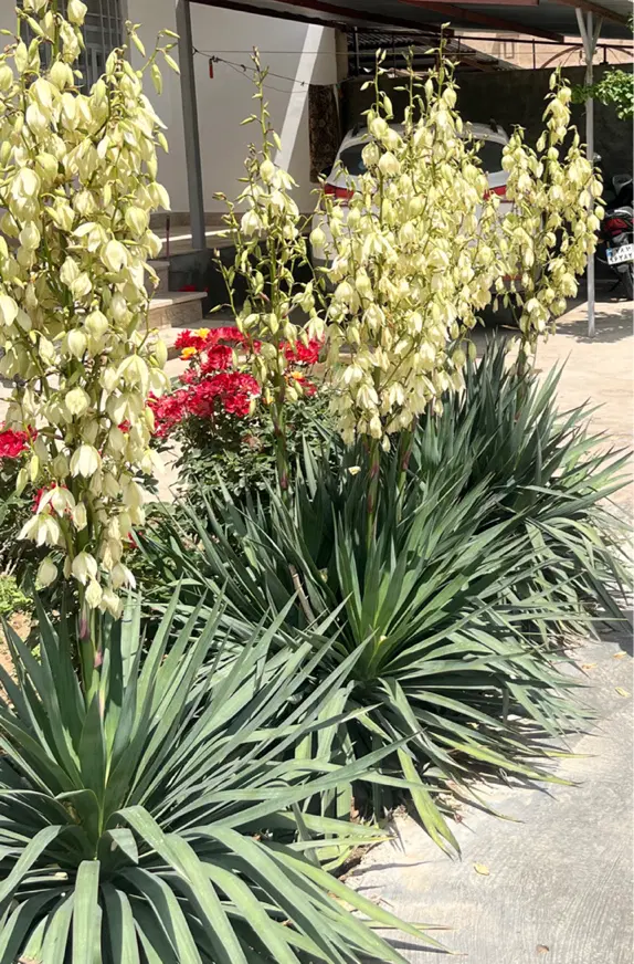 خانه ویلایی