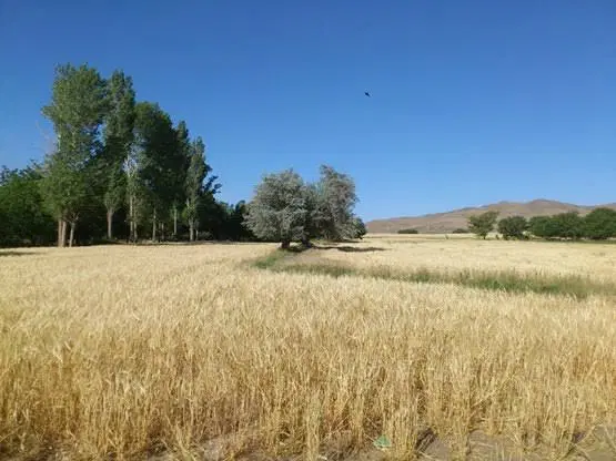 زمین زراعی کشاورزی