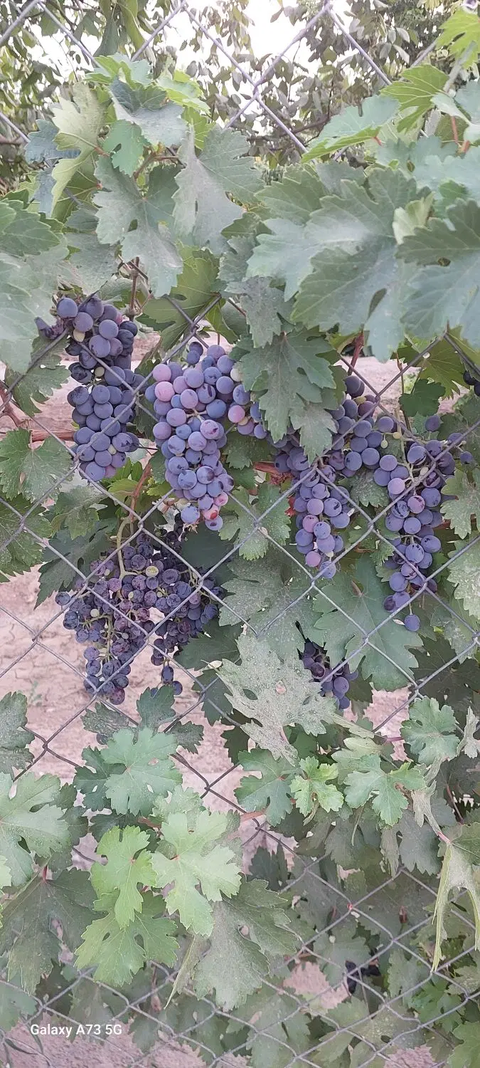 باغ فروش یا معاوضه