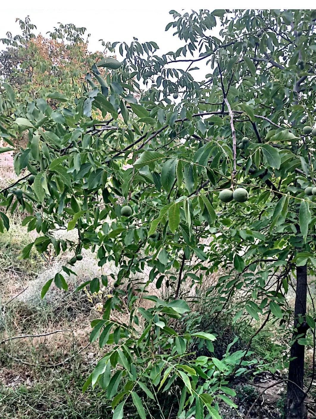 باغ گردو