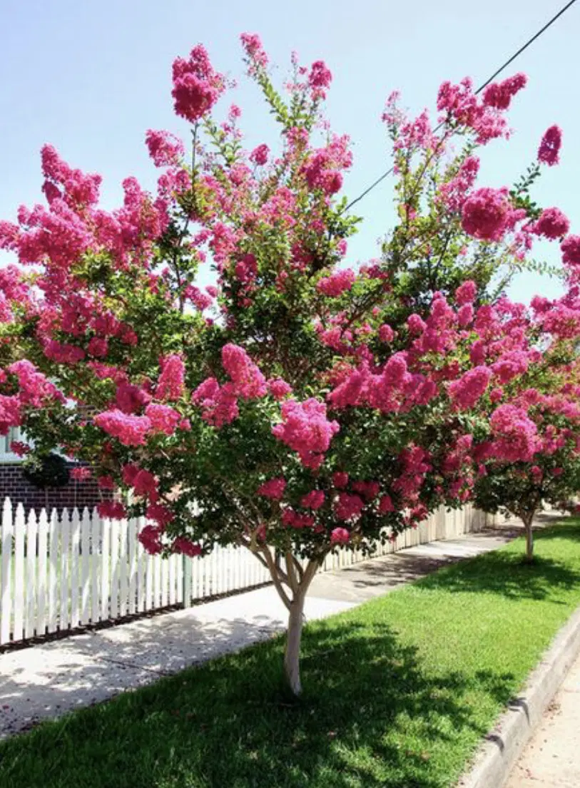 باغ حیدر آباد راشنان