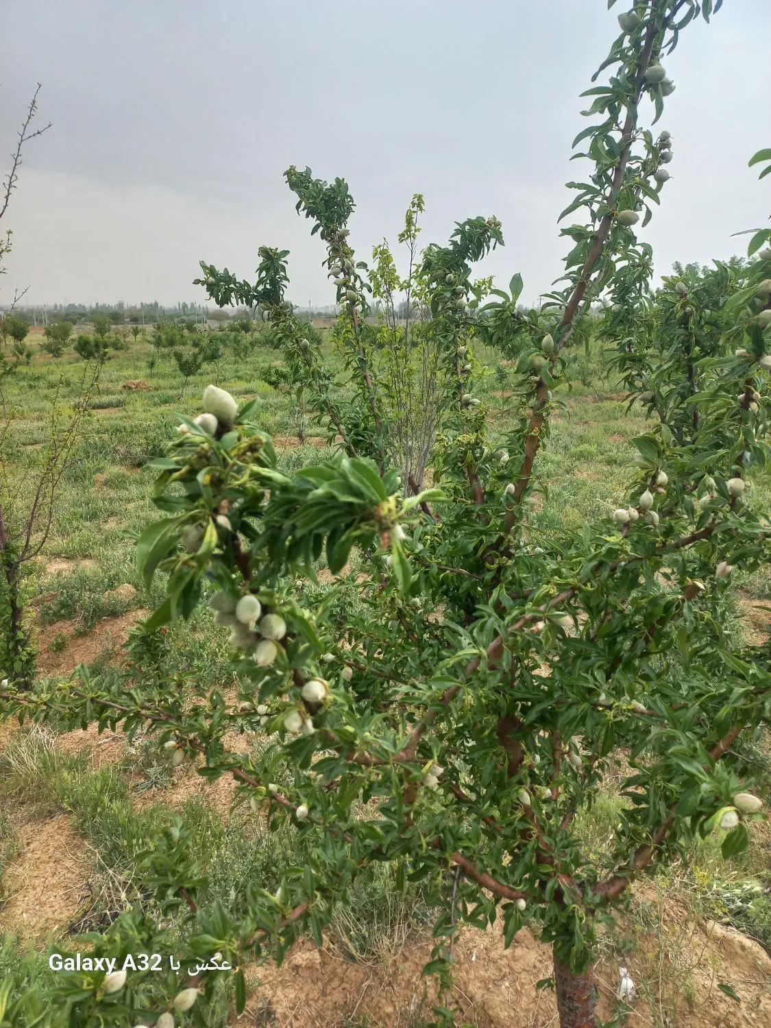 زمین کشاورزی۵۰۰متری معاوضه با ماشین