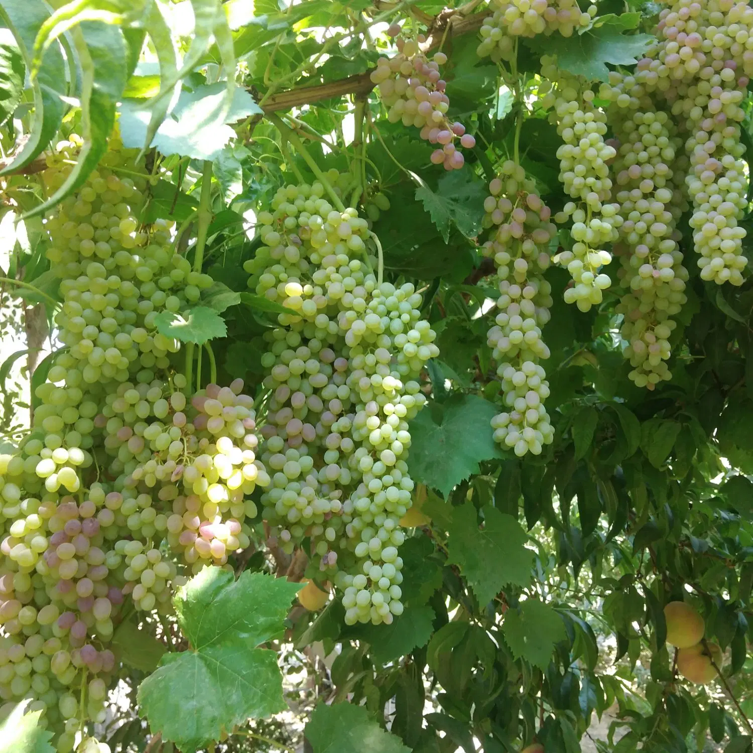 باغ الوان.