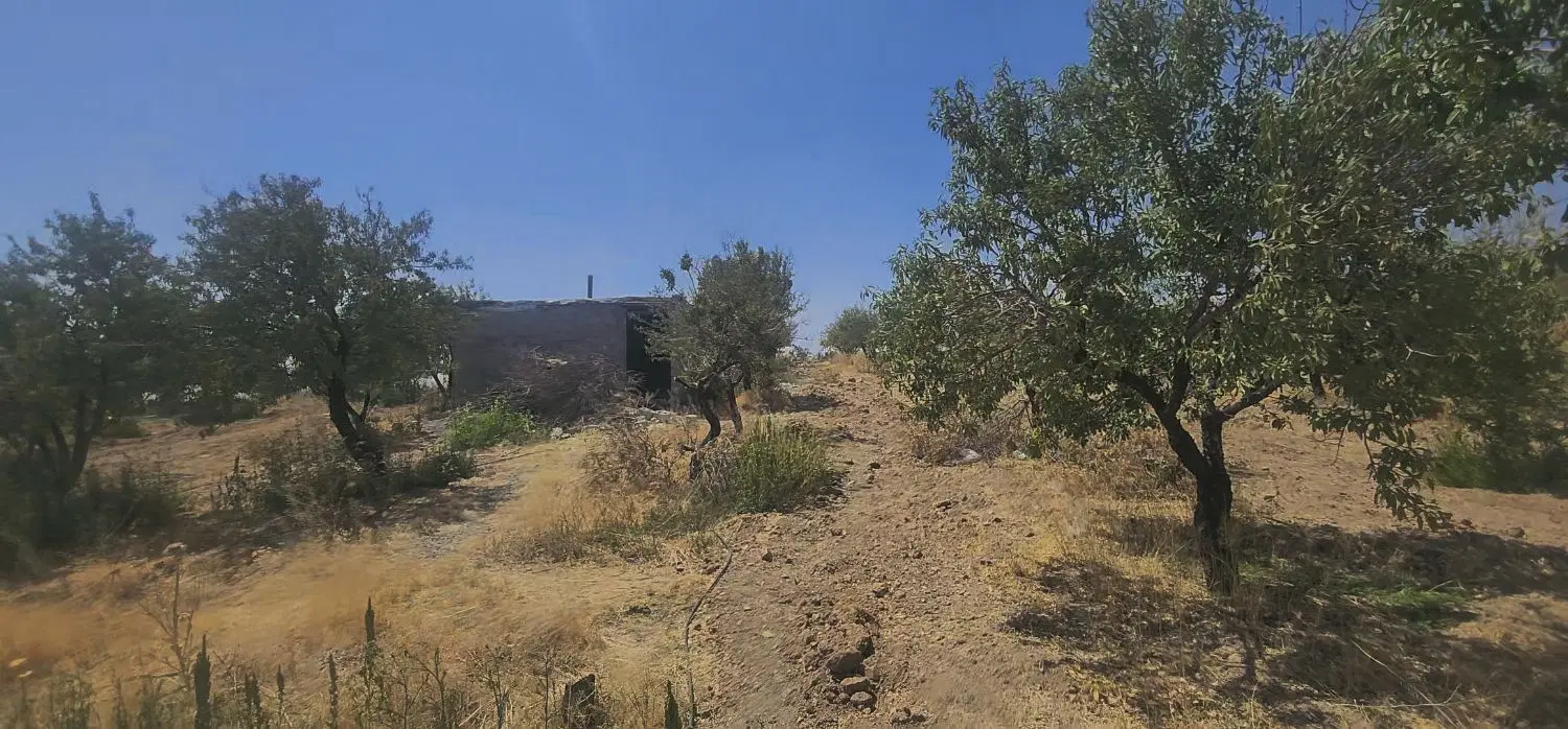 باغ