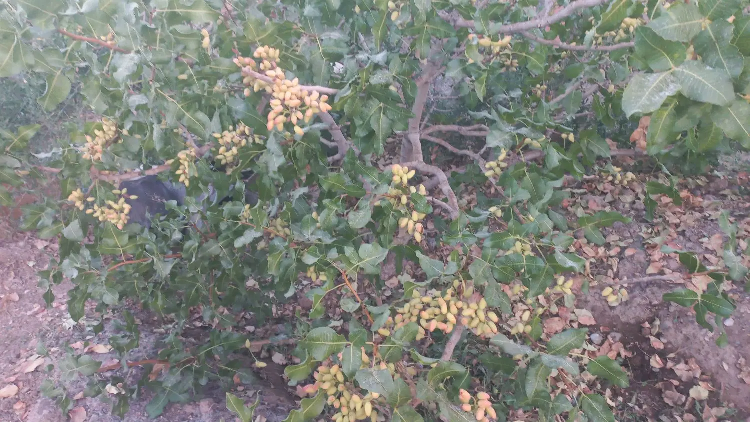 باغ،باغچه پسته ۱۰۰۰ متری الوسجرد فنس شده