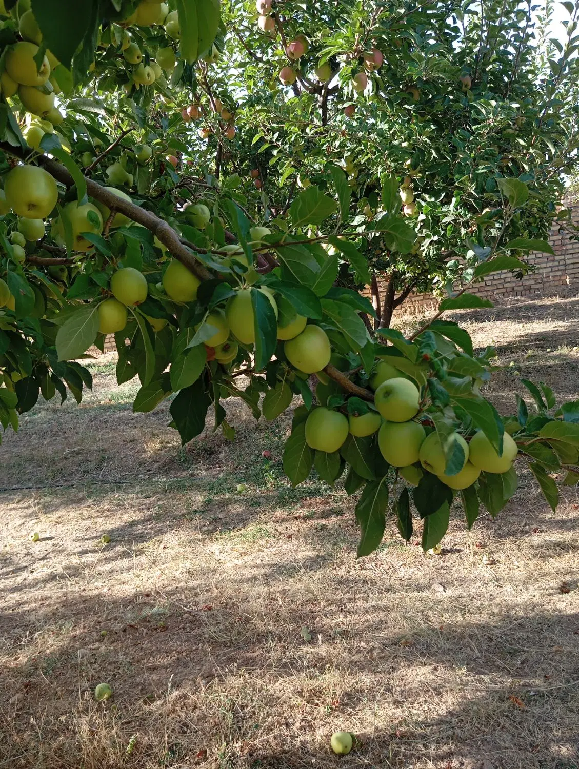 اجاره باغ سیب