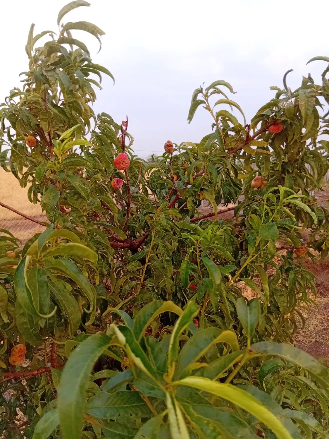 باغ میوه