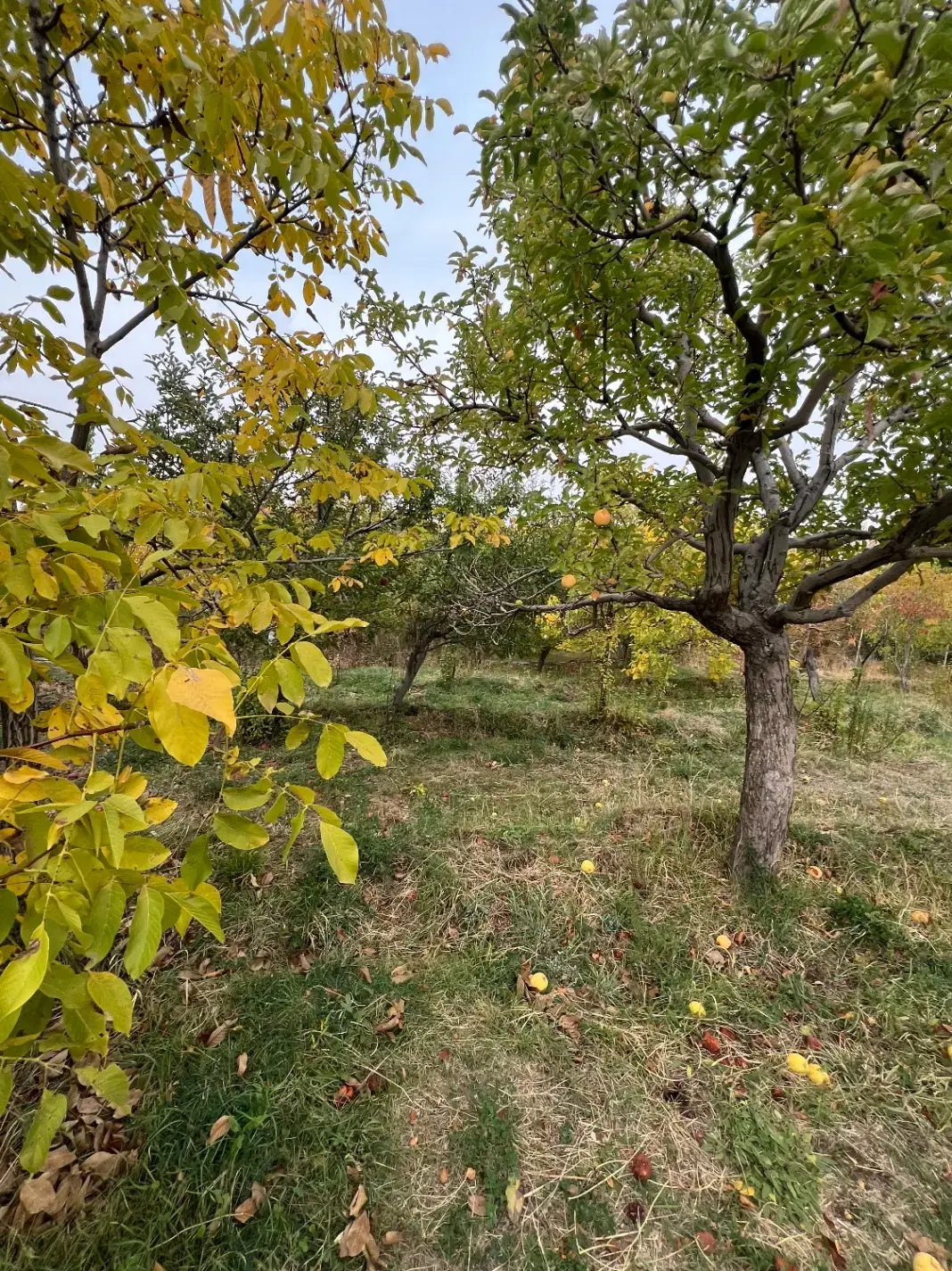ویلایی درمنطقه سیوان (کوی ترکان )حق آبه ،امتیازبرق