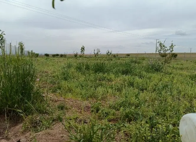 زمین کشاورزی در شترک