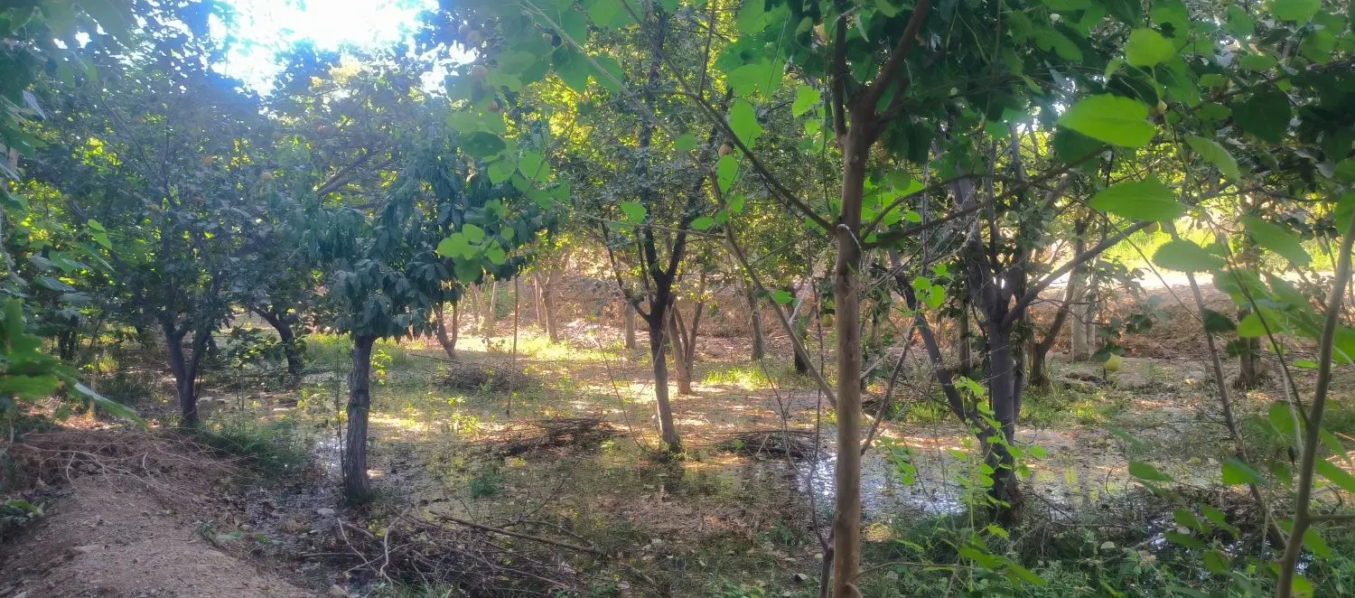 فروش باغ