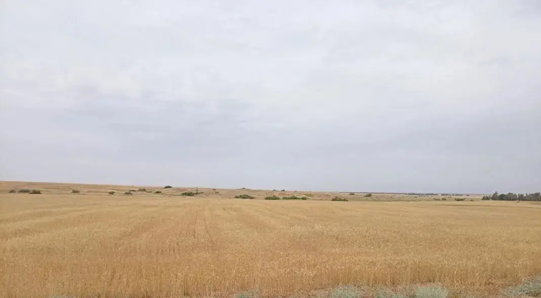 اجاره ده هکتار زمین کشاورزی در برتش