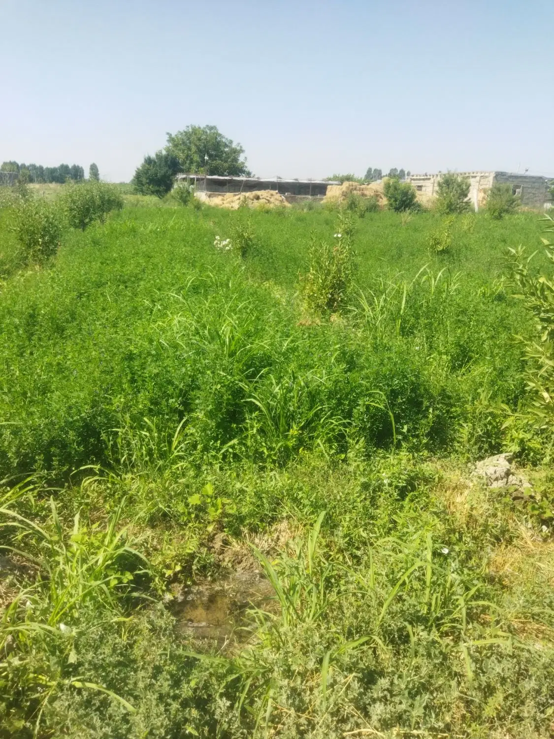 زمین کشاورزی
